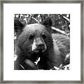 Grand Teton Black Bear Cub Black And White Framed Print