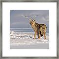 Grand Teton Coyote Framed Print