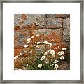 Granite Daisies Framed Print