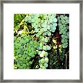 Grape Harvest Framed Print