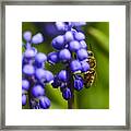 Grape Hyacinth And Bee Framed Print