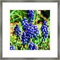 Grape Hyacinths Framed Print