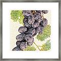 Luscious Grapes Framed Print