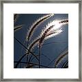 Grass And Sun Framed Print