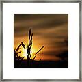 Grass At Sunset Framed Print