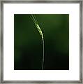 Grass Framed Print