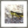 Grasshopper Framed Print