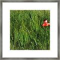 Grassland And Red Poppy Flower 2 Framed Print