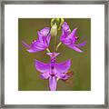 Grasspink #1 Framed Print