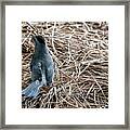 Gray Cat Bird Framed Print