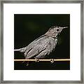 Gray Catbird Framed Print