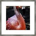 Gray Flamingo Framed Print