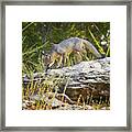 Gray Fox Hunting The Bluff Framed Print