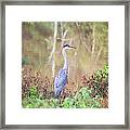 Great Blue Heron Framed Print