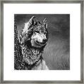 Gray Wolf - Black And White Framed Print