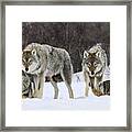 Gray Wolves Norway Framed Print