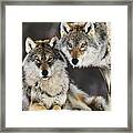 Gray Wolf Pair In The Snow Framed Print