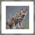 Gray Wolf Canis Lupus Pups In Light Framed Print