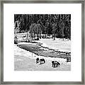 Grazing Bw Framed Print