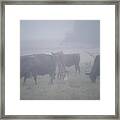 Grazing Cows In The Mist Framed Print