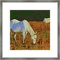 Grazing In Grassland Framed Print