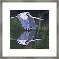 Great Blue Heron 01 Framed Print
