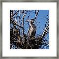 Great Blue Heron - 1 Framed Print