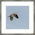 Great Blue Heron 2015-15 Framed Print