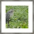 Great Blue Heron And Water Lilies Framed Print