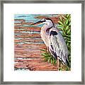 Great Blue Heron In A Marsh Framed Print