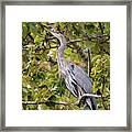 Great Blue Heron In A Tree Framed Print