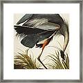 Great Blue Heron Framed Print