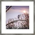 Great Blue Heron On A Dead Tree Branch At Sunset Framed Print