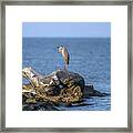 Great Blue Heron On Chesapeake Bay Framed Print