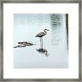 Great Blue Heron On Chesapeake Bay Pond Framed Print