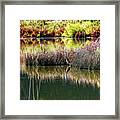 Great Blue Heron Framed Print