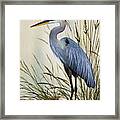 Great Blue Heron Shore Framed Print