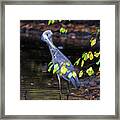 Great Blue Heron With An Itch Framed Print