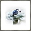 Great Blue Heron With Fish Framed Print