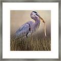 Great Blue Heron With Lunch Framed Print
