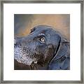 Great Dane Portrait Framed Print