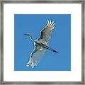 Great Egret Giving Me A Fly By Framed Print