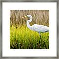 Great Egret In Cedar Point Marsh Framed Print