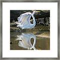 Great Egret Lifting Off Framed Print