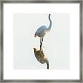 Snowy Egret Looking For Food Framed Print