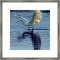 Great Egret Running Through A Marsh Framed Print