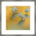 Great Egrets 5005-112813-4cr Framed Print