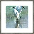 Great Egrets Framed Print
