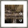Great Egret's Flight To A New Position Framed Print