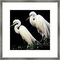 Great Egrets In Breeding Plumage Framed Print